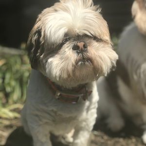 Meet your Posher, Miranda